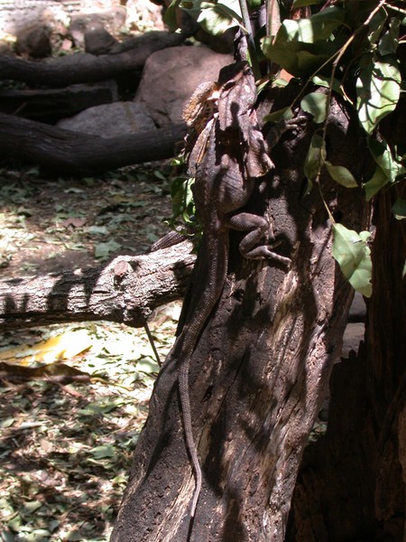 Frilled Neck Lizard